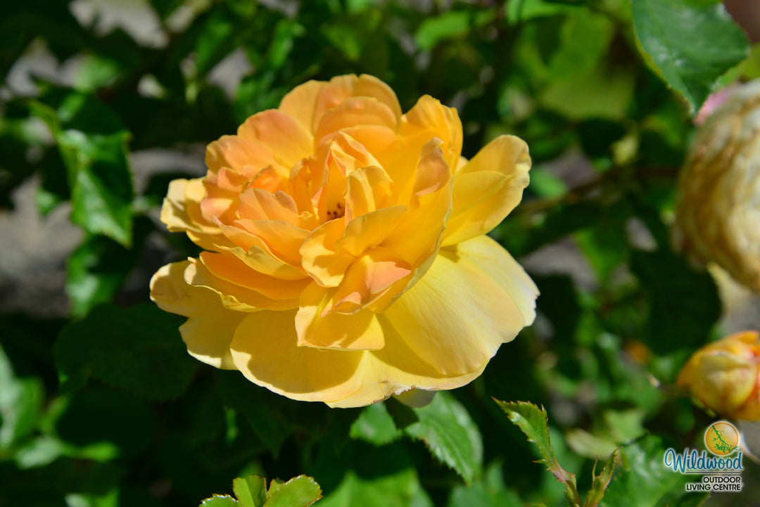 Molineux - David Austin Rose
