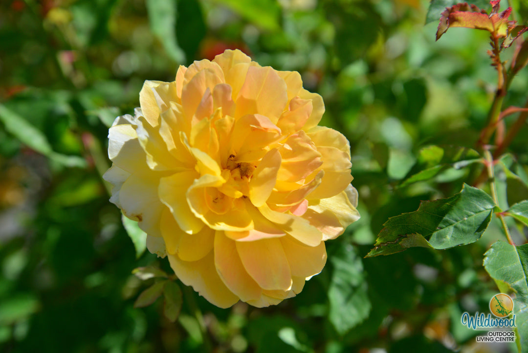 Molineux - David Austin Rose