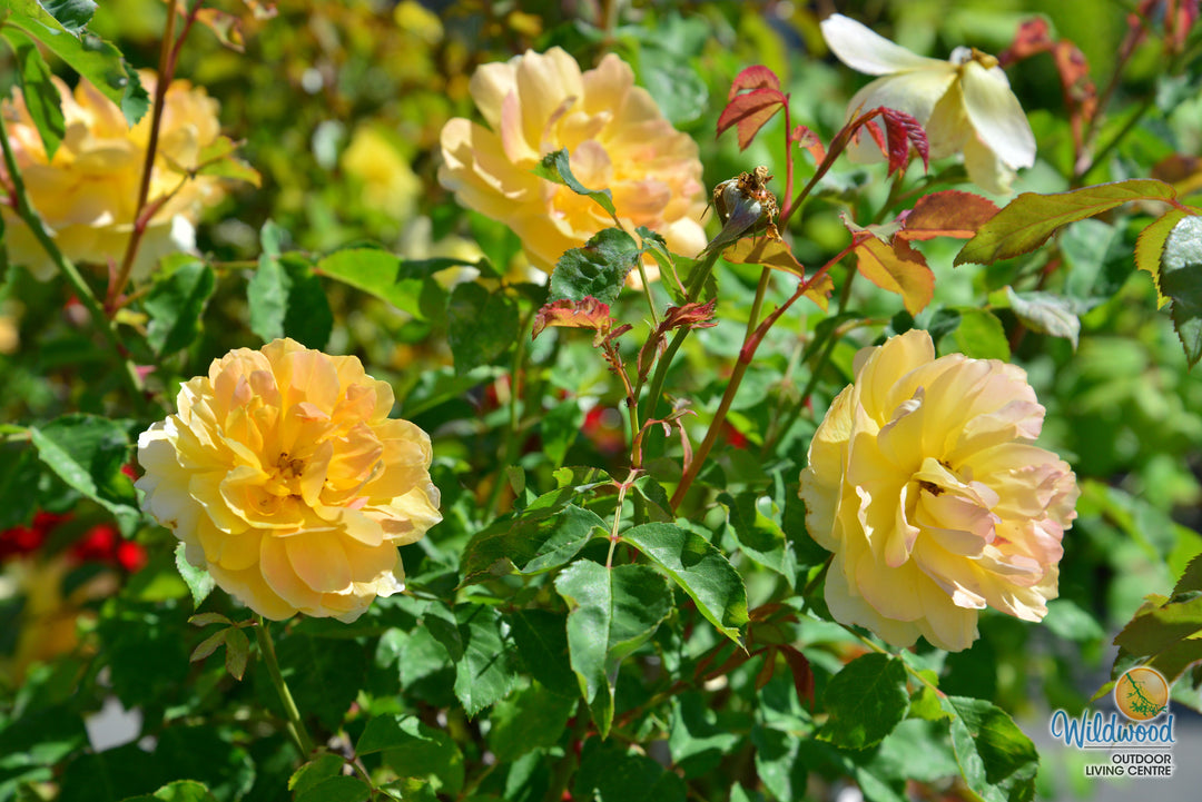 Molineux - David Austin Rose