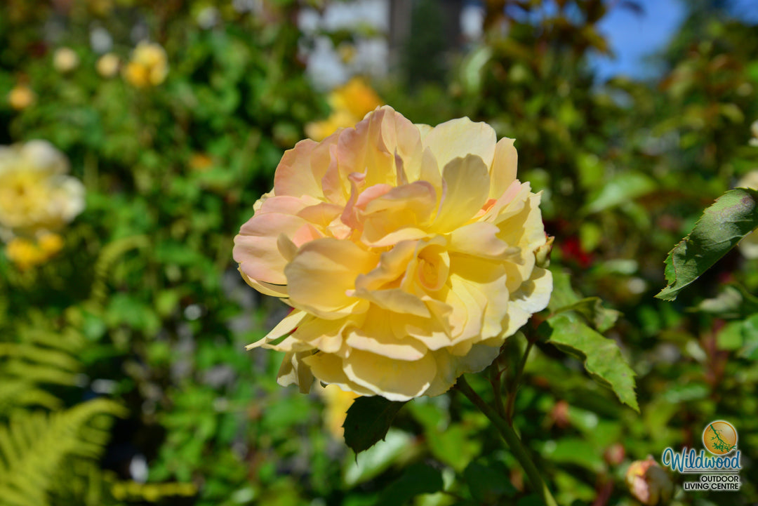 Molineux - David Austin Rose