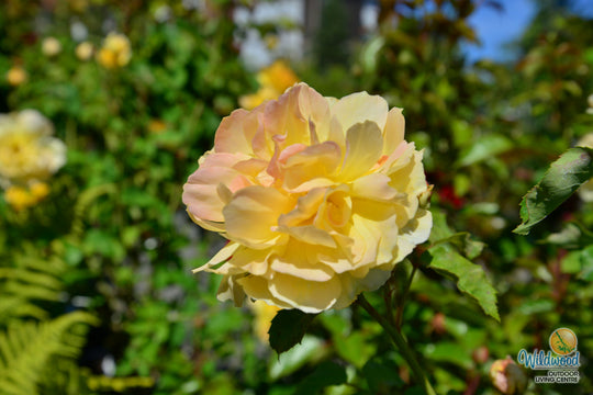 Molineux - David Austin Rose