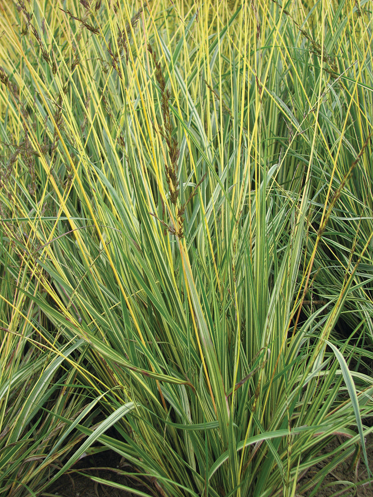 Molinia caerulea - Variegata 1 Pack