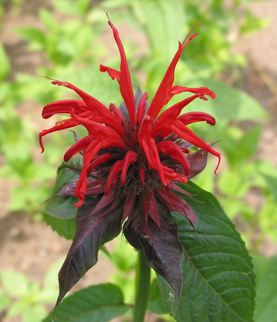 Monarda - Jacob Cline, 1 Pack