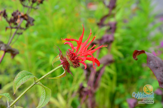 Monarda - Jacob Cline, 1 Pack