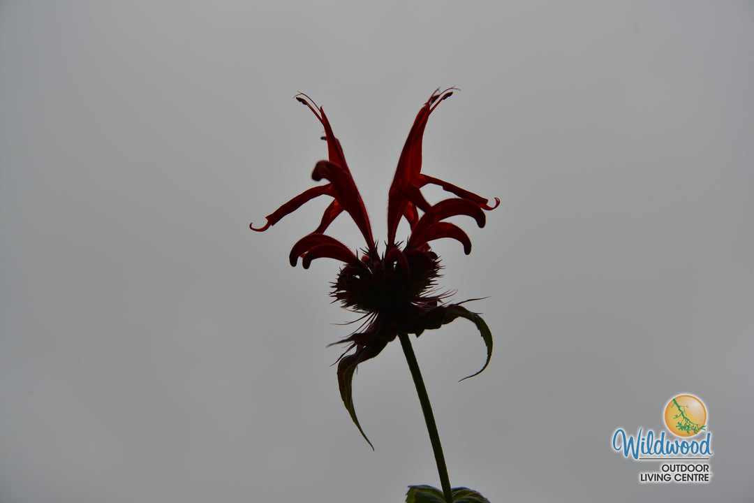 Monarda - Jacob Cline, 1 Pack