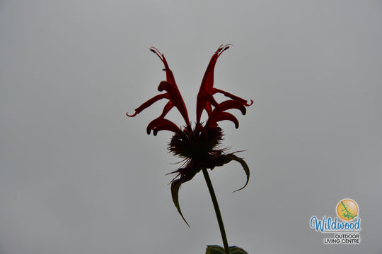 Monarda - Jacob Cline, 1 Pack