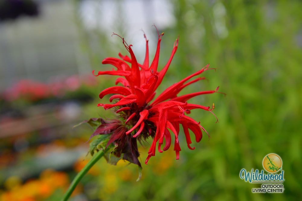 Monarda - Jacob Cline, 1 Pack