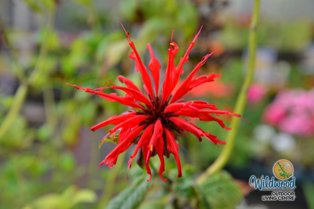 Monarda - Jacob Cline, 1 Pack