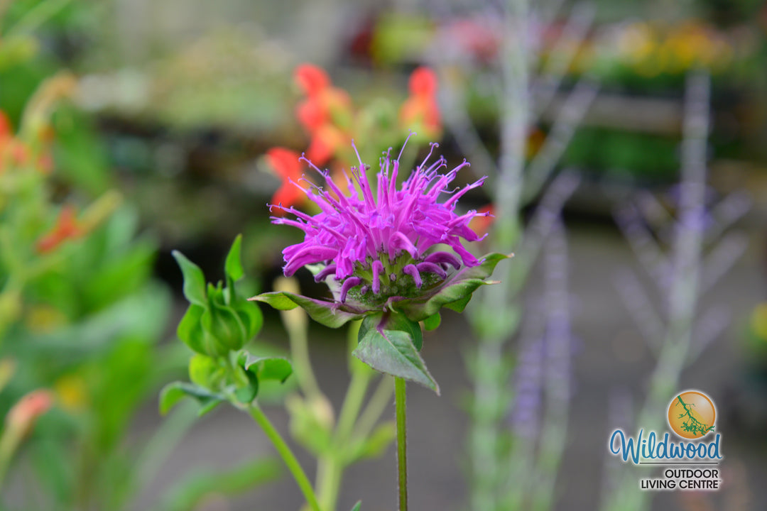 Monarda - Marshall's Delight, 1 Pack