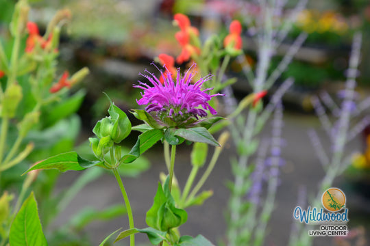 Monarda - Marshall's Delight, 1 Pack
