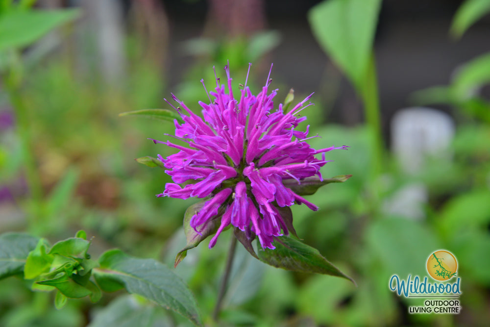 Monarda - Marshall's Delight, 1 Pack