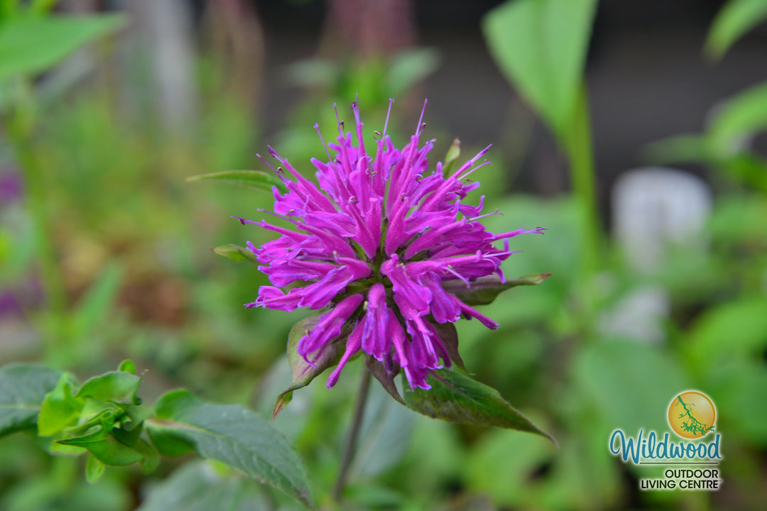 Monarda - Marshall's Delight, 1 Pack