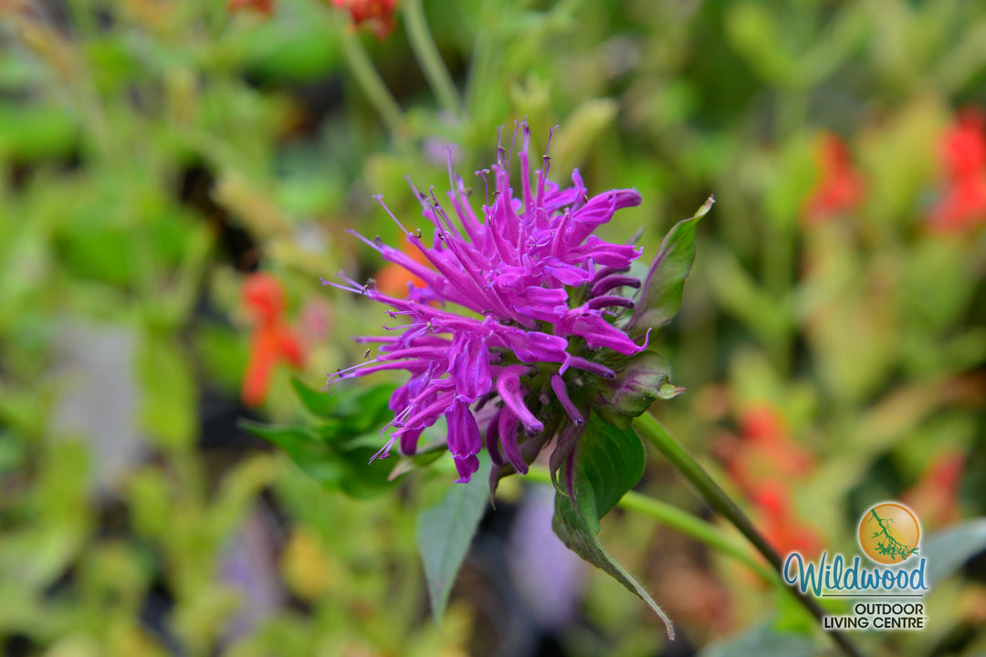 Monarda - Marshall's Delight, 1 Pack