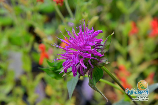 Monarda - Marshall's Delight, 1 Pack