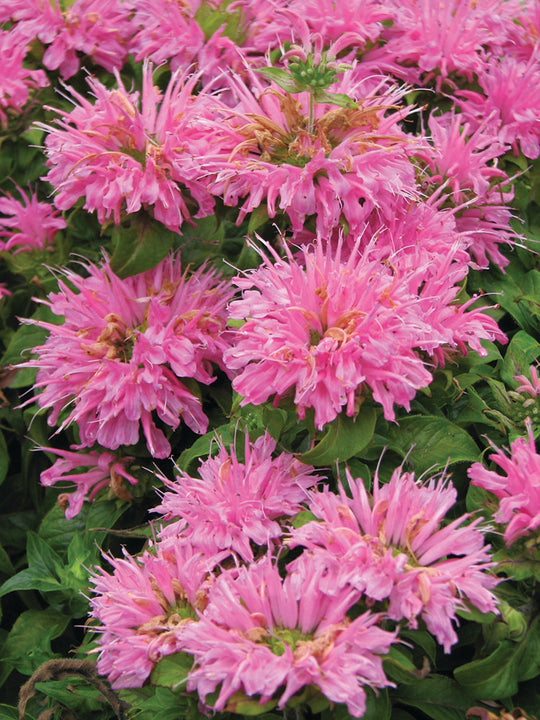 Monarda - Petite Delight, 1 Pack