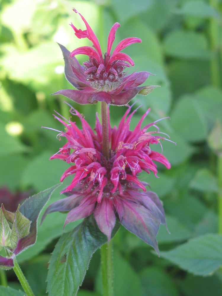 Monarda - Raspberry Wine, 1 Pack