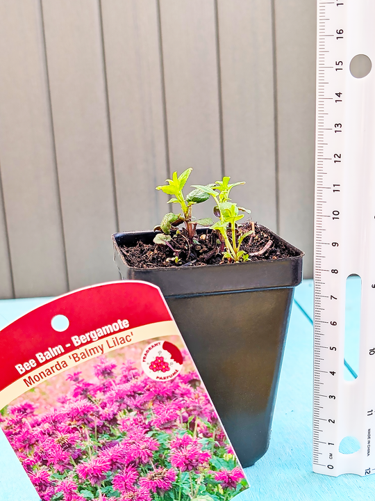 Monarda_BalmyLilac