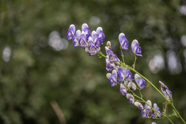 Monkshood - Cloudy, 1 Pack