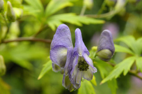 Monkshood - Cloudy, 1 Pack