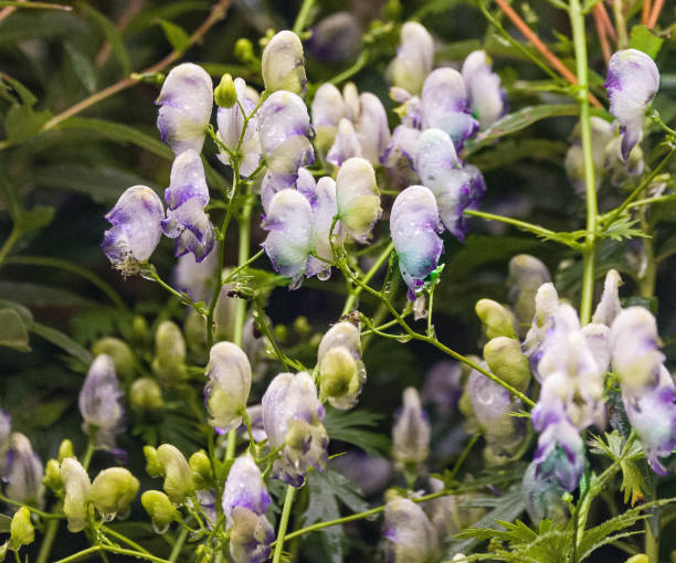 Monkshood - Cloudy, 1 Pack