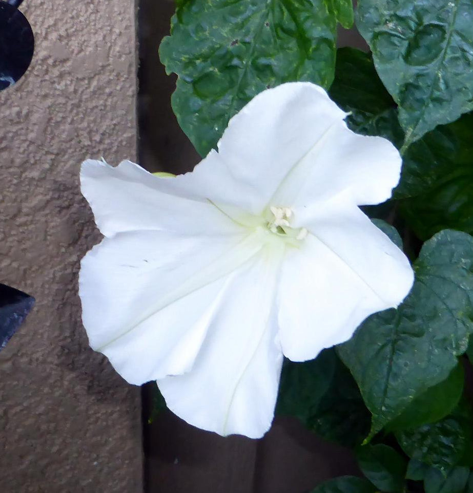 Morning Glory Moonflower - Pacific Northwest Seeds