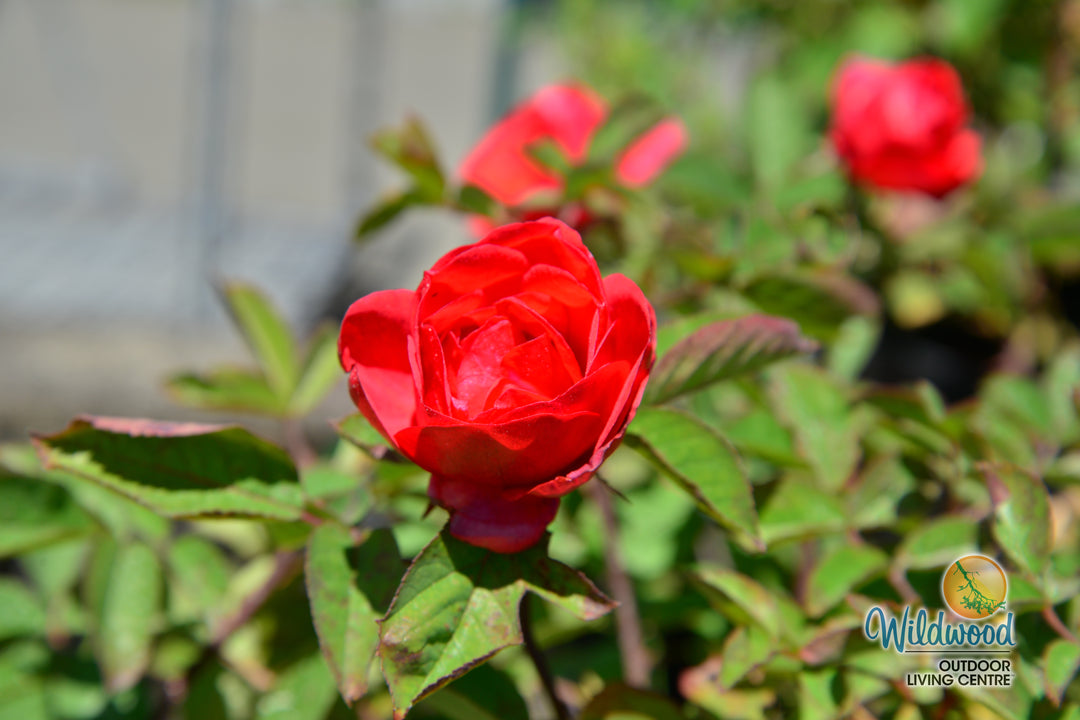 Morden Fireglow - Cold Hardy Rose