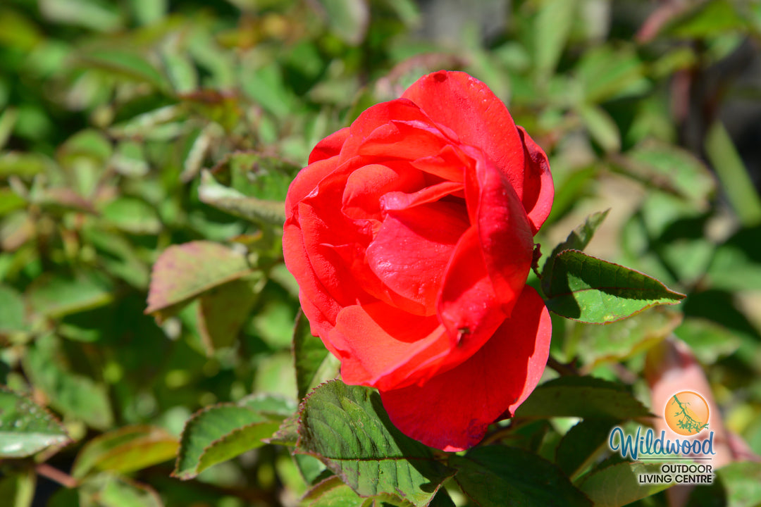 Morden Fireglow - Cold Hardy Rose
