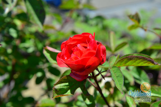 Morden Fireglow - Cold Hardy Rose
