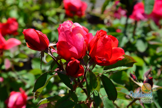 Morden Fireglow - Cold Hardy Rose