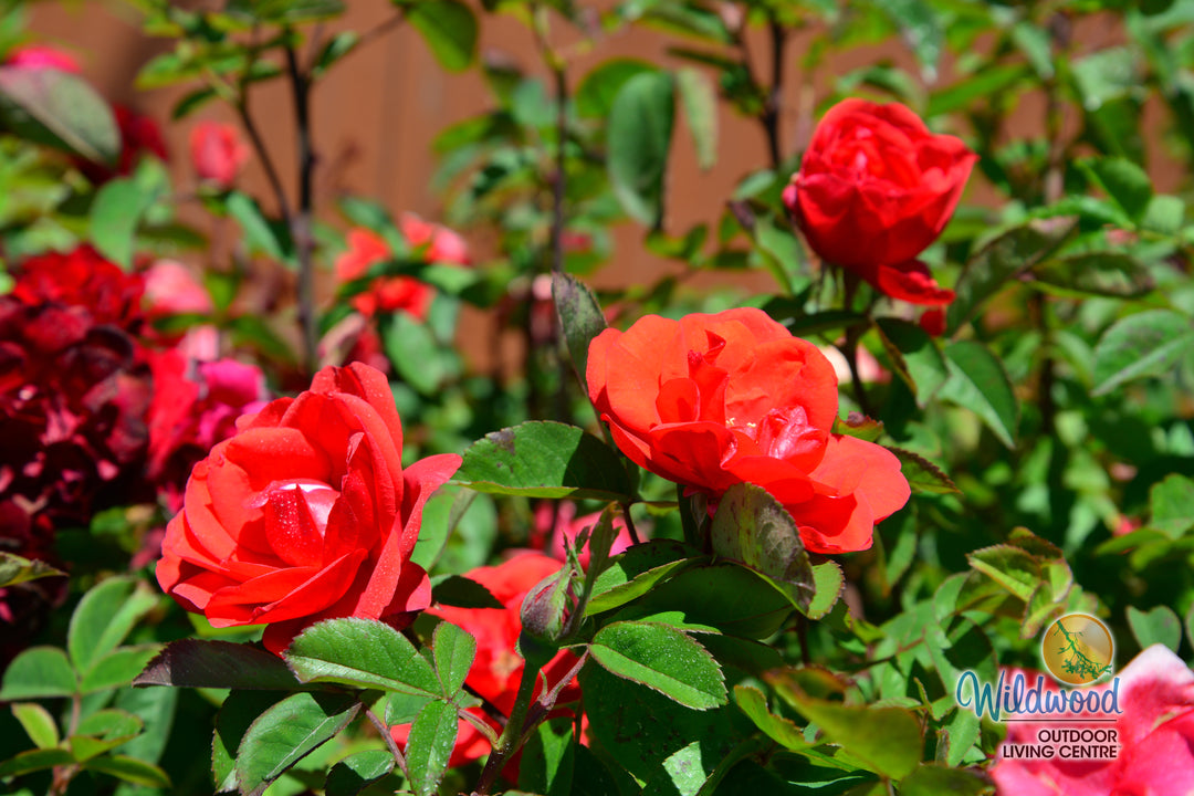 Morden Fireglow - Cold Hardy Rose