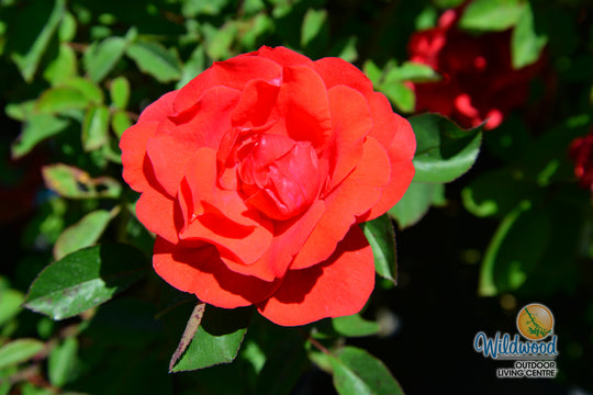 Morden Fireglow - Cold Hardy Rose