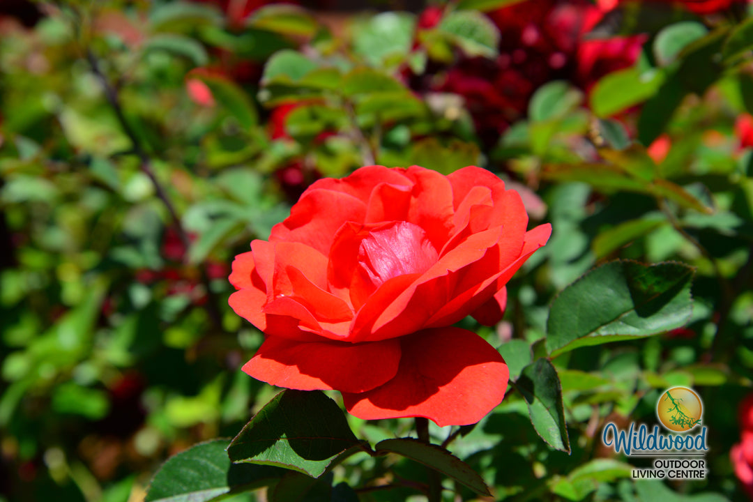 Morden Fireglow - Cold Hardy Rose