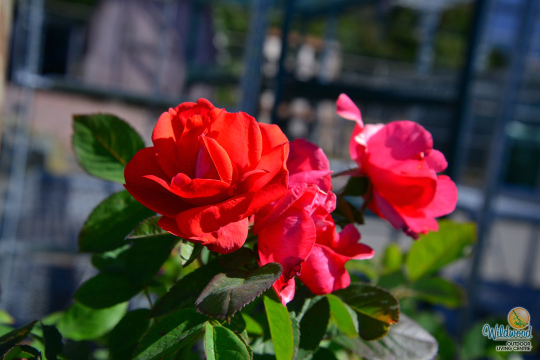Morden Fireglow - Cold Hardy Rose