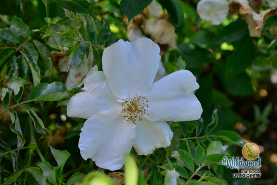 Morden Snowbeauty - Cold Hardy Rose