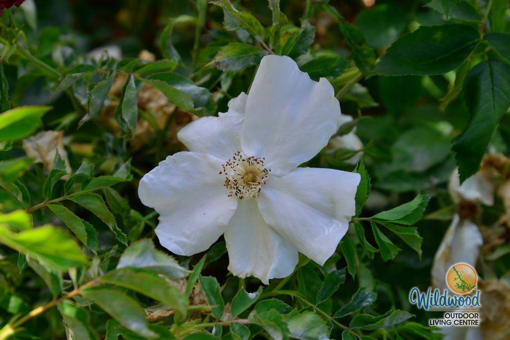 Morden Snowbeauty - Cold Hardy Rose