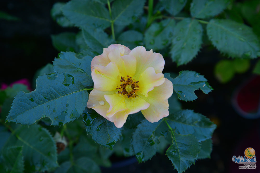 Morden Sunrise - Cold Hardy Rose