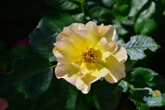 Morden Sunrise - Cold Hardy Rose