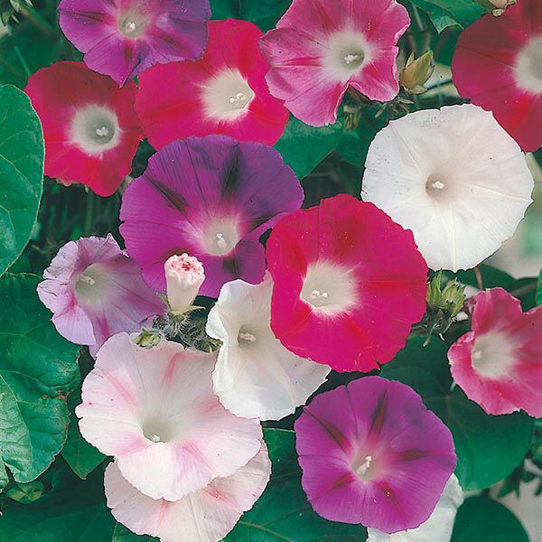 Morning Glory Early Call Mix - Pacific Northwest Seeds