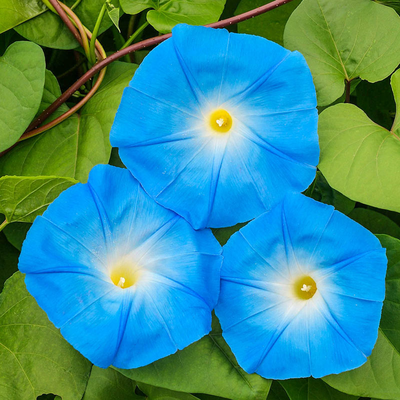 Morning Glory Heavenly Blue - Pacific Northwest Seeds