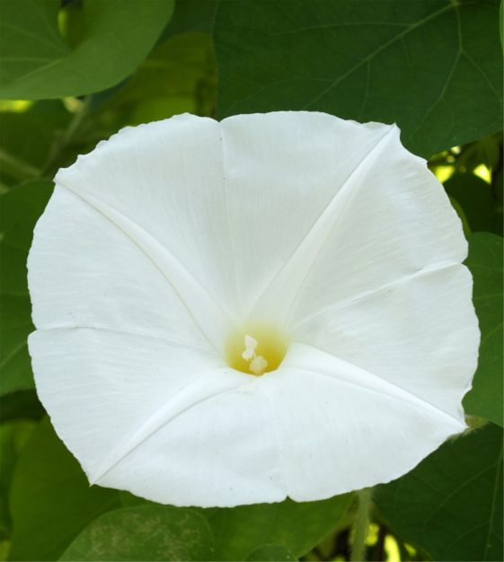 Morning Glory Pearly Gates - Pacific Northwest Seeds