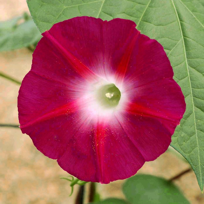 Morning Glory Scarlet O'Hara - Pacific Northwest Seeds
