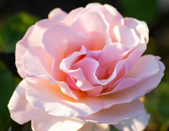 Roses | Over 450 Varieties | Canada-Wide Shipping – Page 6 – Wildwood ...