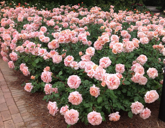 Mother of Pearl® - Star Roses and Plants