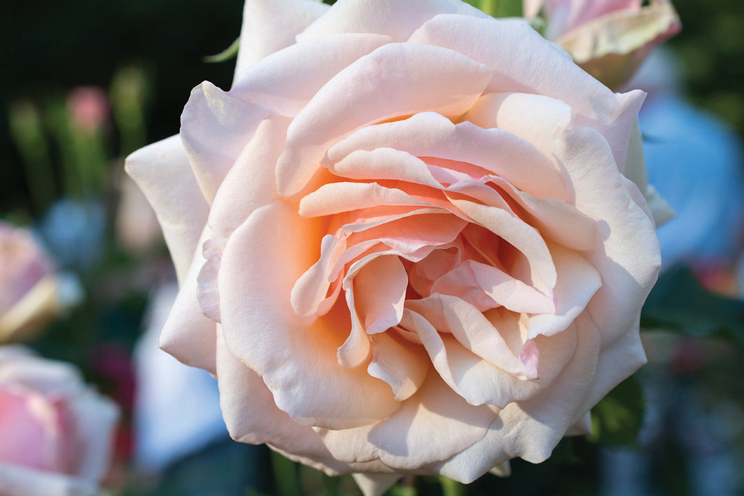Mother of Pearl® - Star Roses and Plants