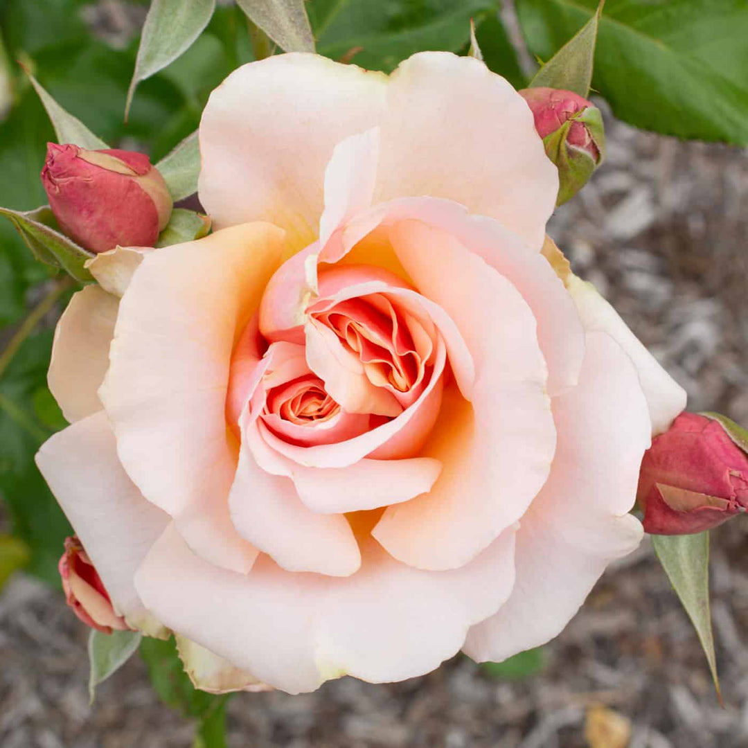 Mother of Pearl® - Star Roses and Plants