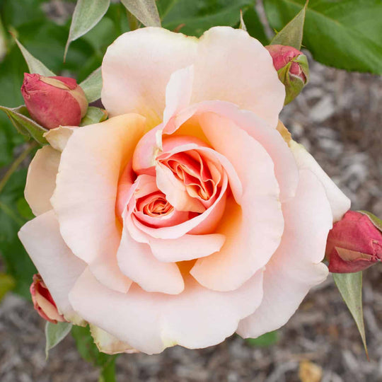 Mother of Pearl® - Star Roses and Plants