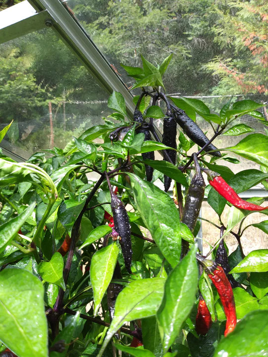 Pepper Murasaki Purple Sweet - Eagleridge Seeds