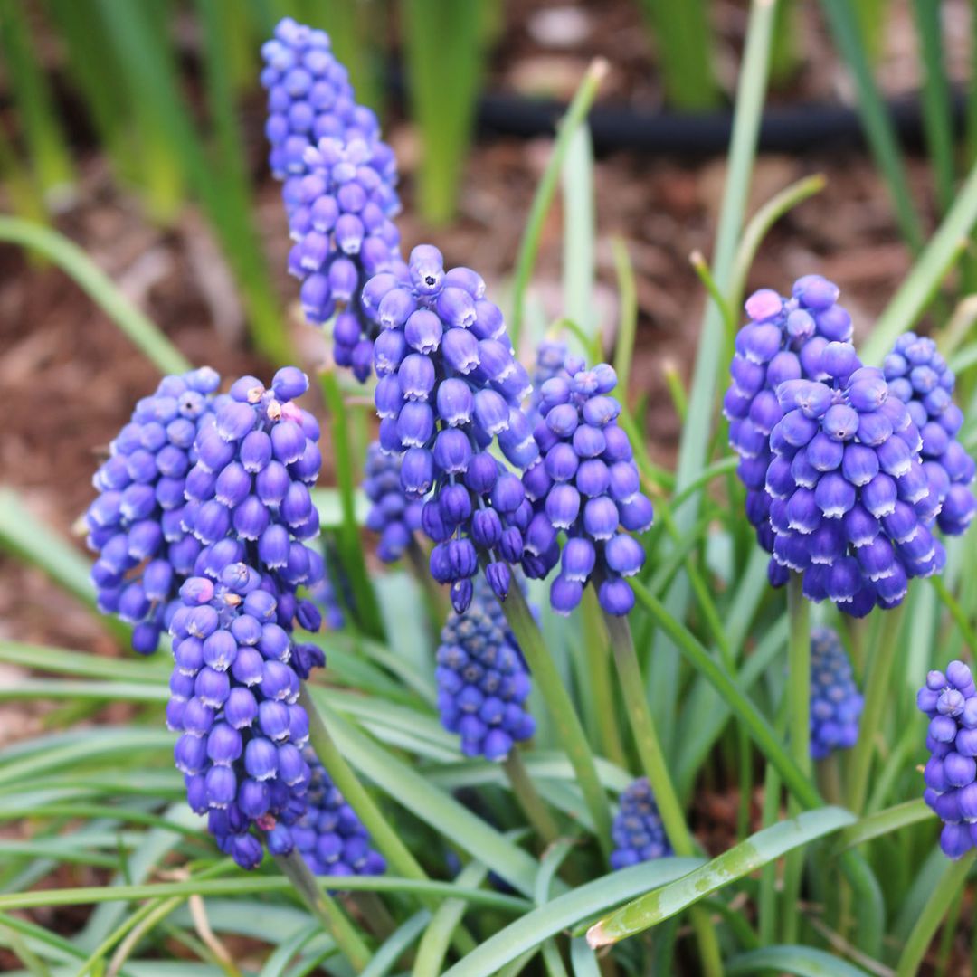 Muscari - Armeniacum, BONUS 40 Pack