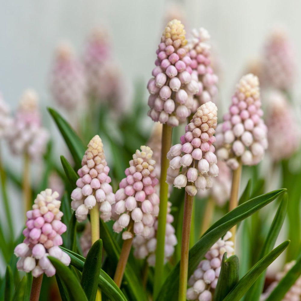 Muscari - Pink Sunrise, 5 Pack