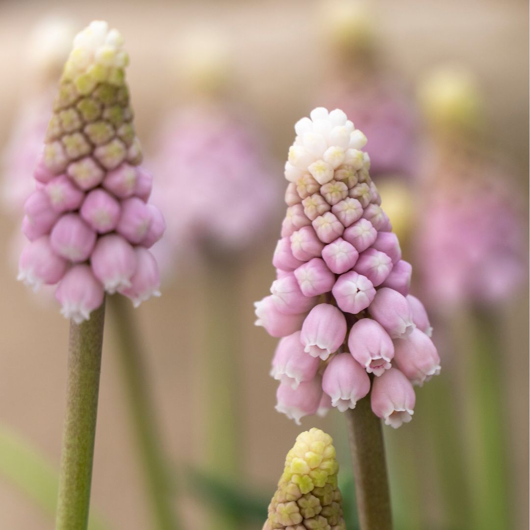 Muscari - Pink Sunrise, 5 Pack